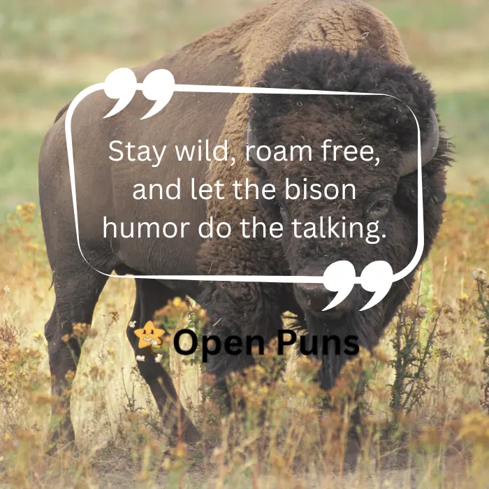A close-up shot of a massive brown bison grazing on golden grass in an open plain under a blue sky. Overlaying the image is a white speech bubble graphic featuring the text, "Bison jokes are proof that the funniest things come from the wild,